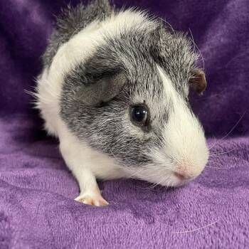 Rescue Guinea Pig Guinea Pigs for Adoption in Edinburg, Pennsylvania - Groot: Sponsored!! | PetCurious